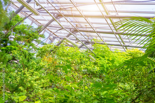 Tropical forest in a greenhouse, thickets of various plants under a glass roof.