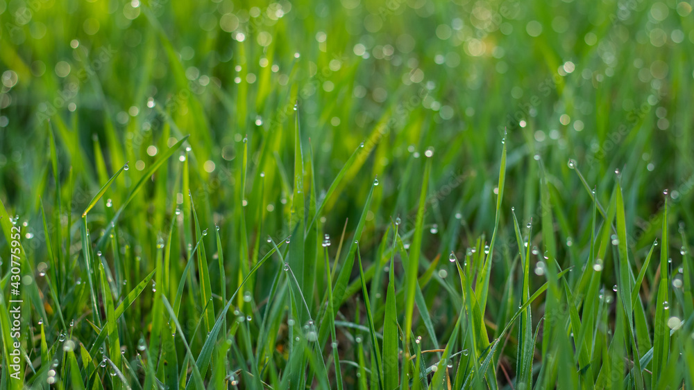 배경으로사용 가능한 이슬맞은 푸른 잔디(Dew green grass that can be used as a background)