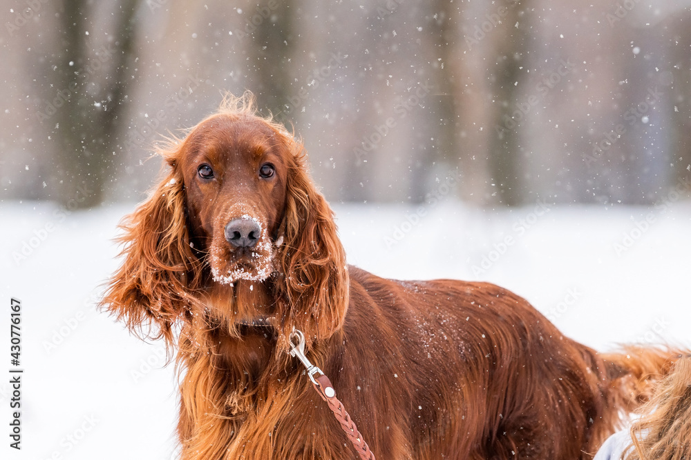 Dog breed Irish Red setter plays the winter walk