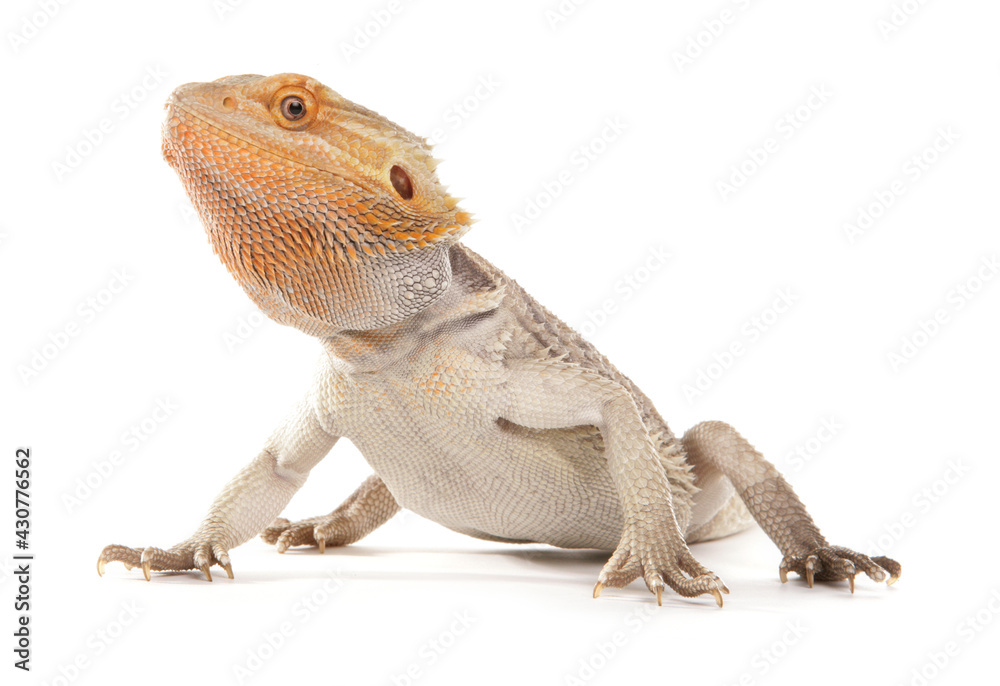 Obraz premium Bearded Dragon