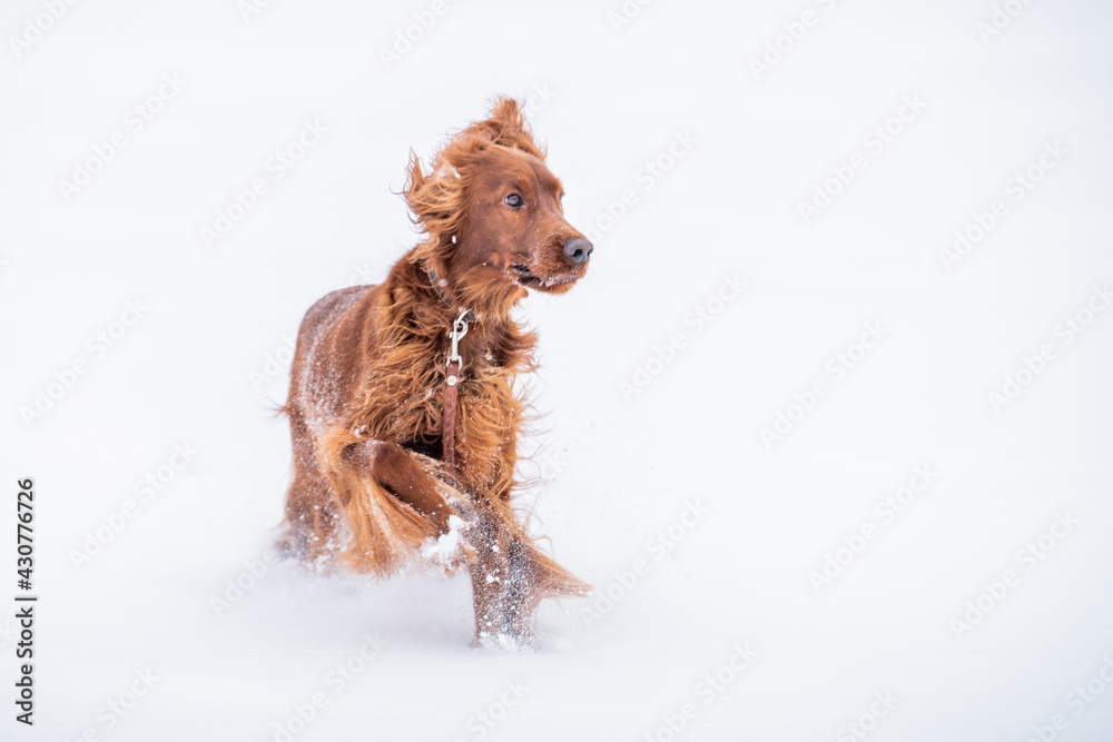 Dog breed Irish Red setter plays the winter walk