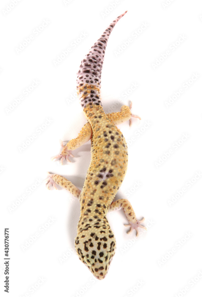 Naklejka premium Leopard Gecko