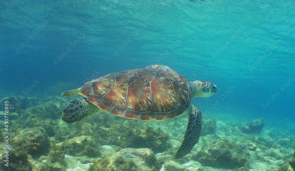 sea turtle , underwater scene , caribbean sea , Venezuela sea turtle , underwater scene , caribbean sea , Venezuela
