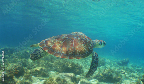 sea turtle   underwater scene   caribbean sea   Venezuela