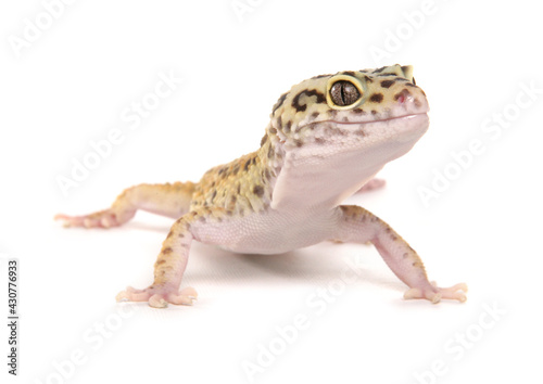 Leopard Gecko