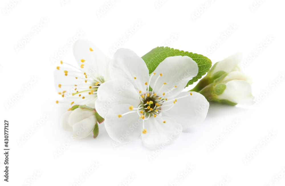 Beautiful cherry blossoms with green leaves isolated on white