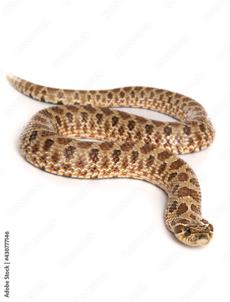 Western Hog-nosed Snake