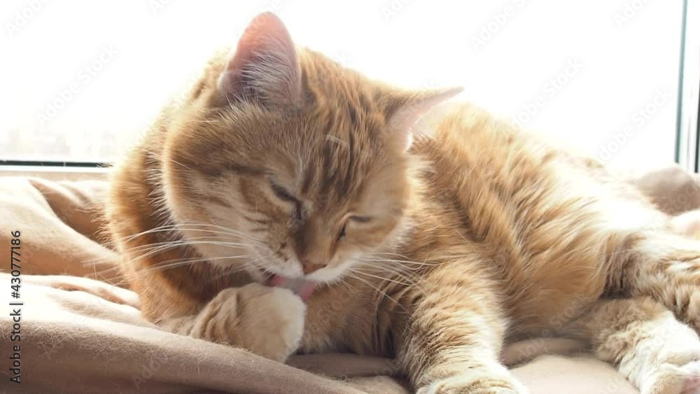 A beautiful domestic red cat lies on a blanket, washes and rests. Cute pet adult ginger cat