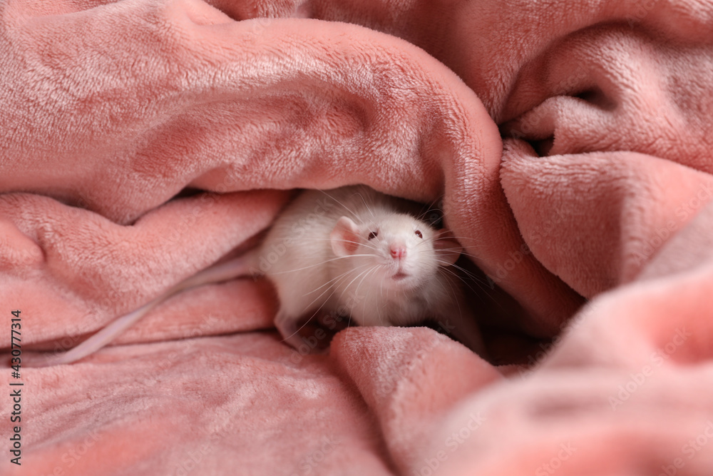 Cute small rat on soft pink blanket Cute small rat on soft pink blanket