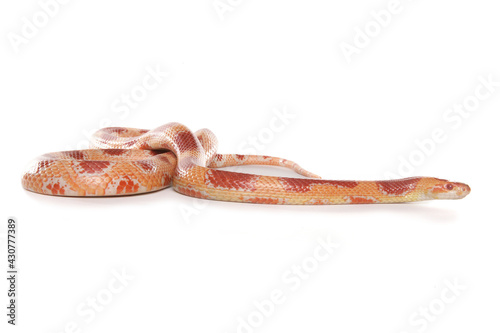 corn cross milksnake