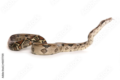 Boa Constrictor Snake © Chris Brignell