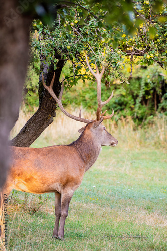 A magnificent male deer is eating in the woods