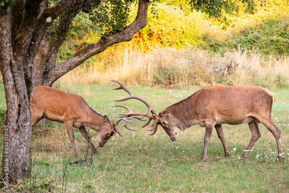 Two male deer fight with their big antlers