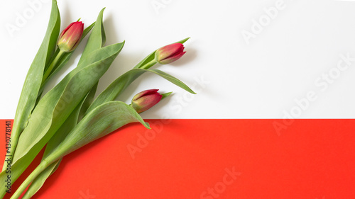 Trzy czerwone tulipany na biało czerwonym tle, flaga Polski © Joanna