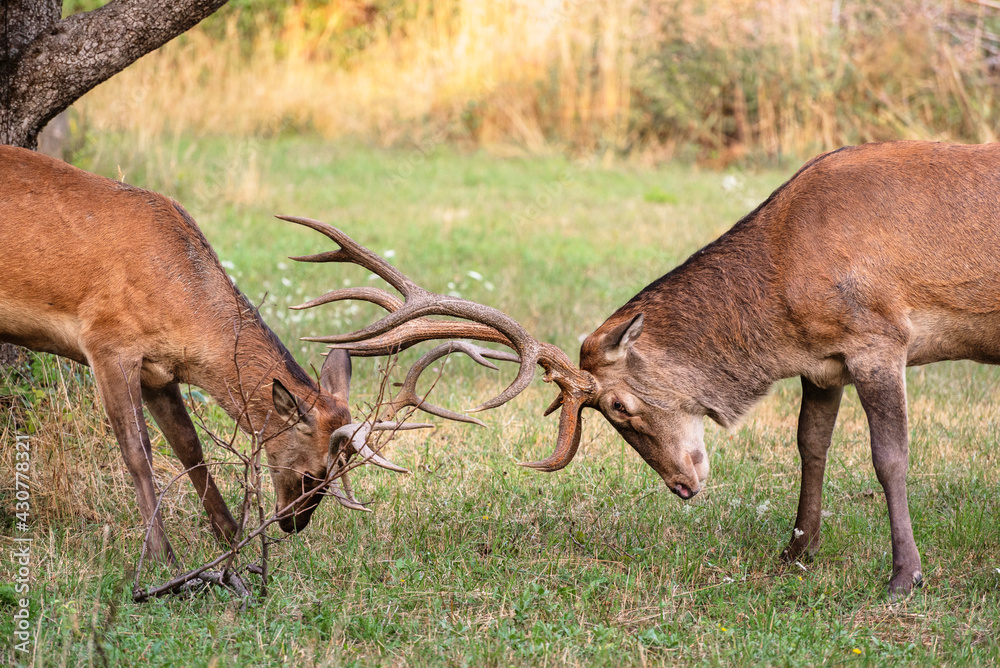 Two male deer fight with their big antlers