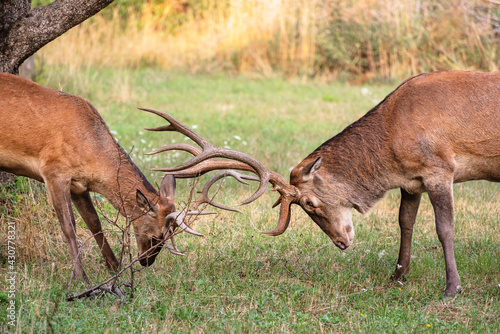Obraz na płótnie Two male deer fight with their big antlers w salonie