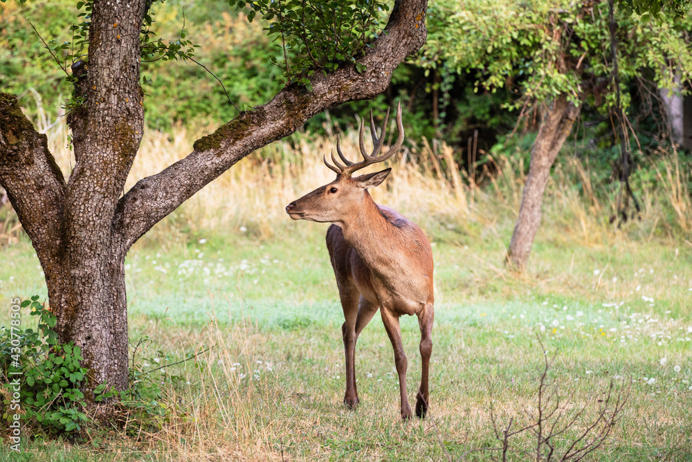 A magnificent male deer is eating in the woods