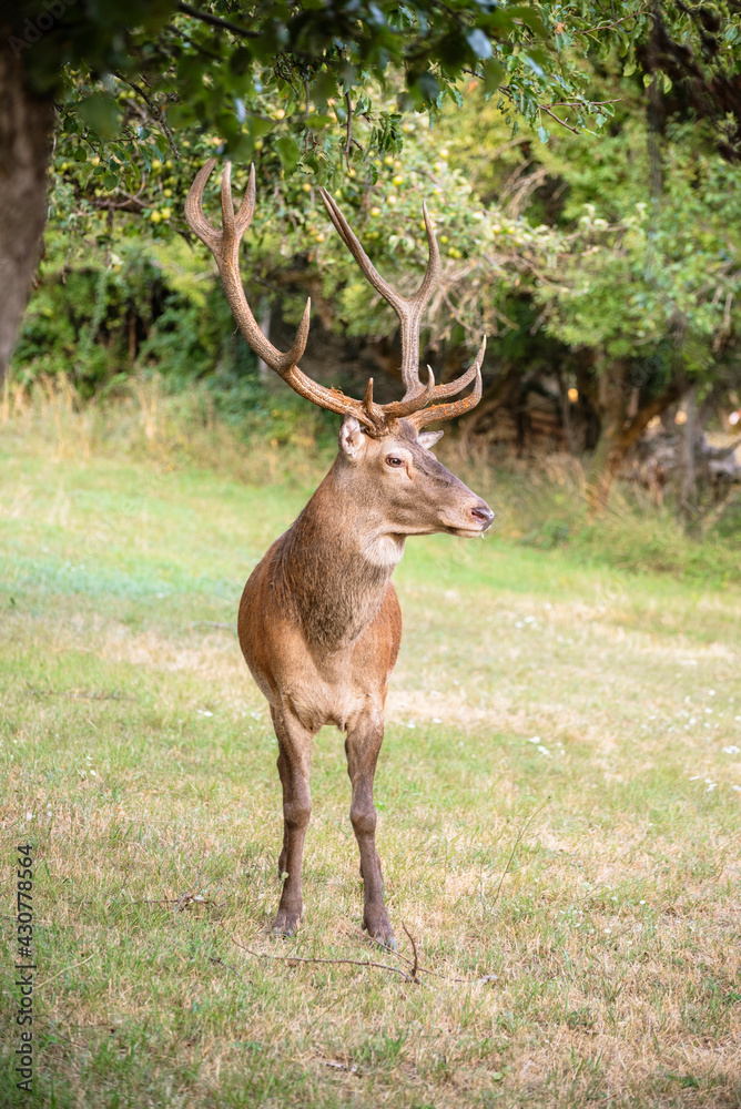 A magnificent male deer is eating in the woods