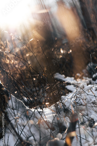 Winter forest landscape detail in sunlight