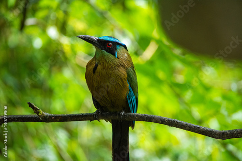 Selective focus shot of a beautiful blue-crowned motmot bird  perched on a branch photo