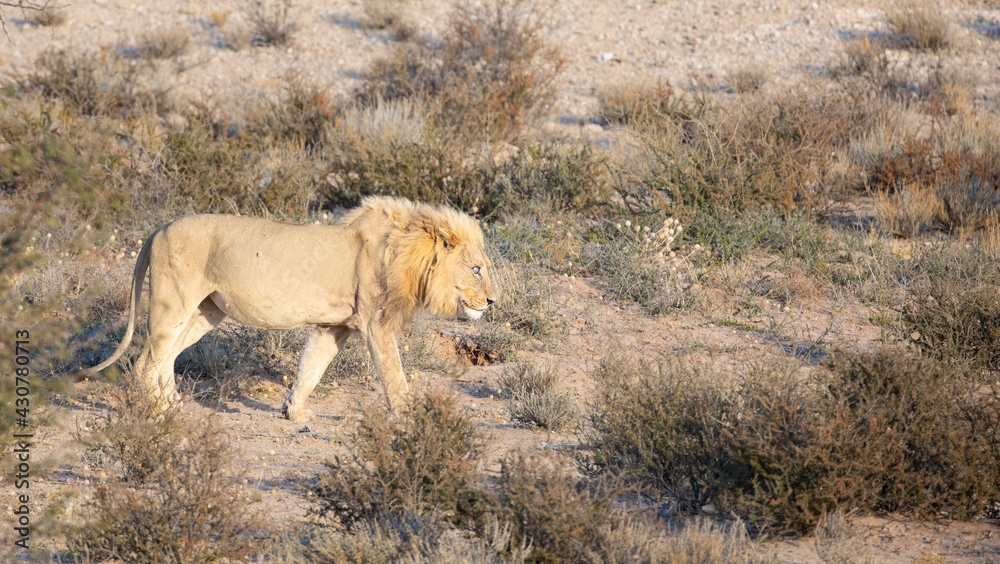 lion in the field lion in the field