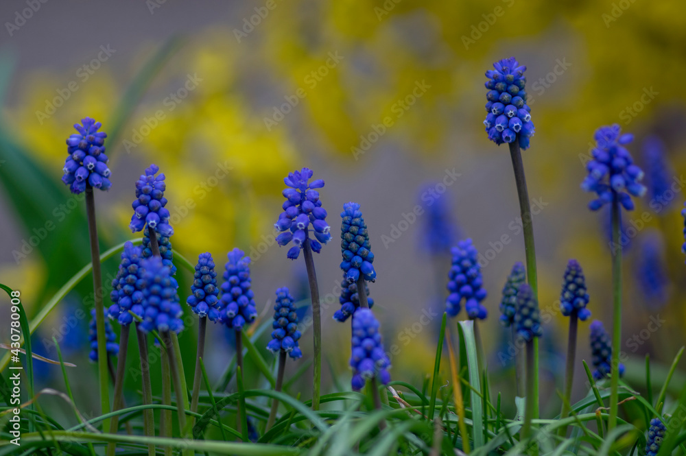 Muscari armeniacum cultivated spring grape hyacinth flowers in bloom, bunch of dark blue flowering plants Muscari armeniacum cultivated spring grape hyacinth flowers in bloom, bunch of dark blue flowering plants