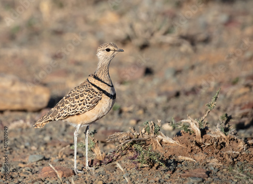 Obraz na plátně Double Banded Courser - Rhinoptilus africanus