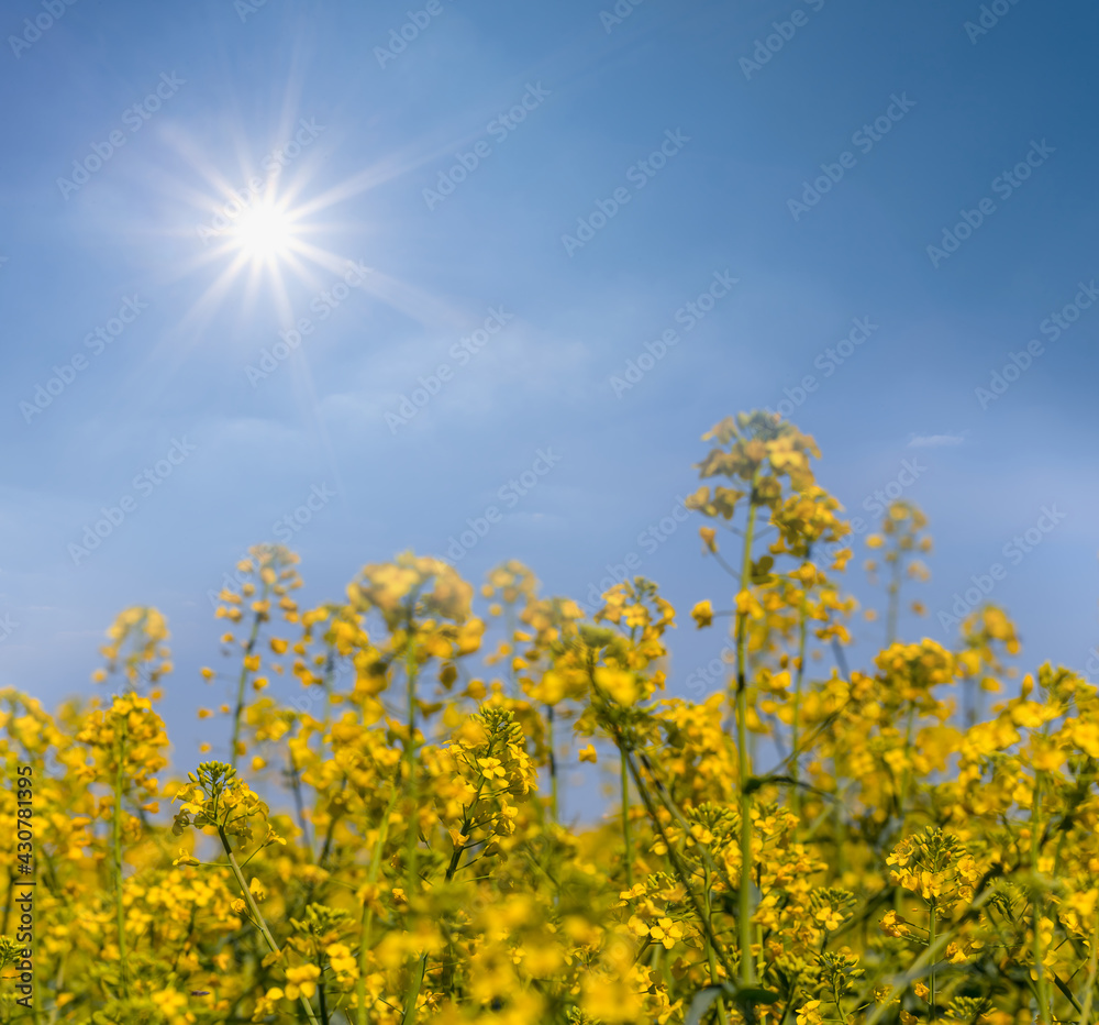 closeup yellow rape field in light of sparkle sun, agricultural background, countryside rural scene closeup yellow rape field in light of sparkle sun, agricultural background, countryside rural scene