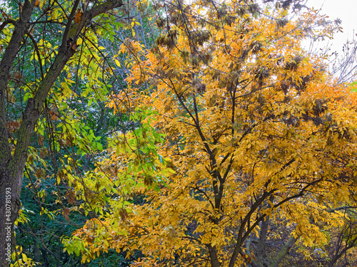 The Ash Tree Is Adorned with Golden Yellow Foliage, Creating A Colorful Pattern