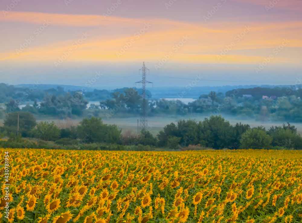 rural sunflower field in dense mist at the early morning