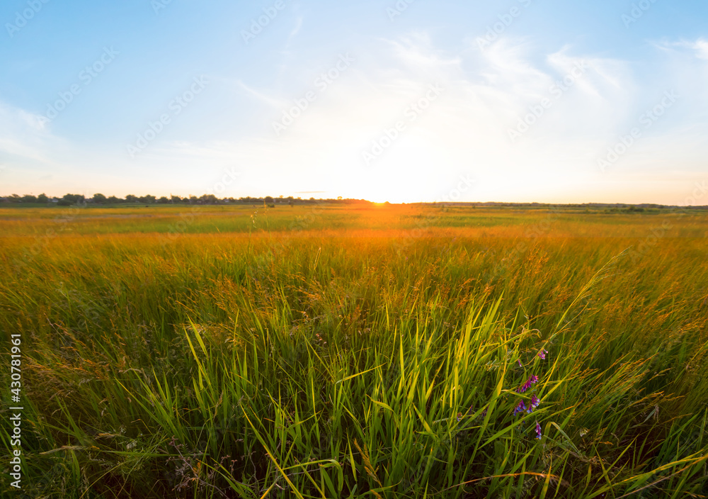 beautiful summer prairie at the sunset, beautiful rural background