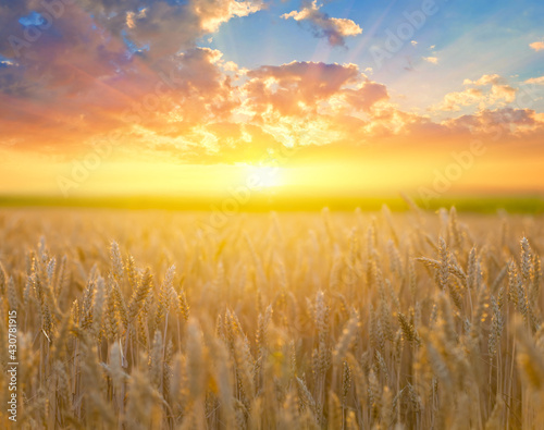 closeup summer wheat field at the sunset  farm agricultural background