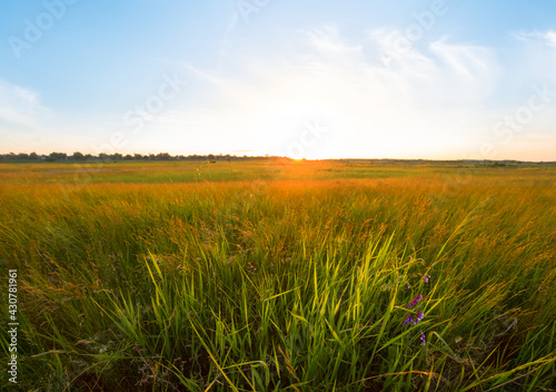 beautiful summer prairie at the sunset  beautiful rural background