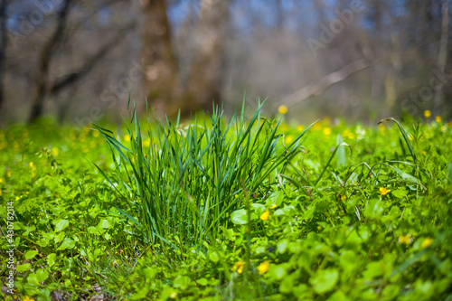 closeup green grass in forest, spring natural plant background