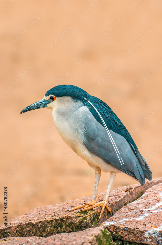 beautiful colorful bird sits and looks beautiful colorful bird sits and looks