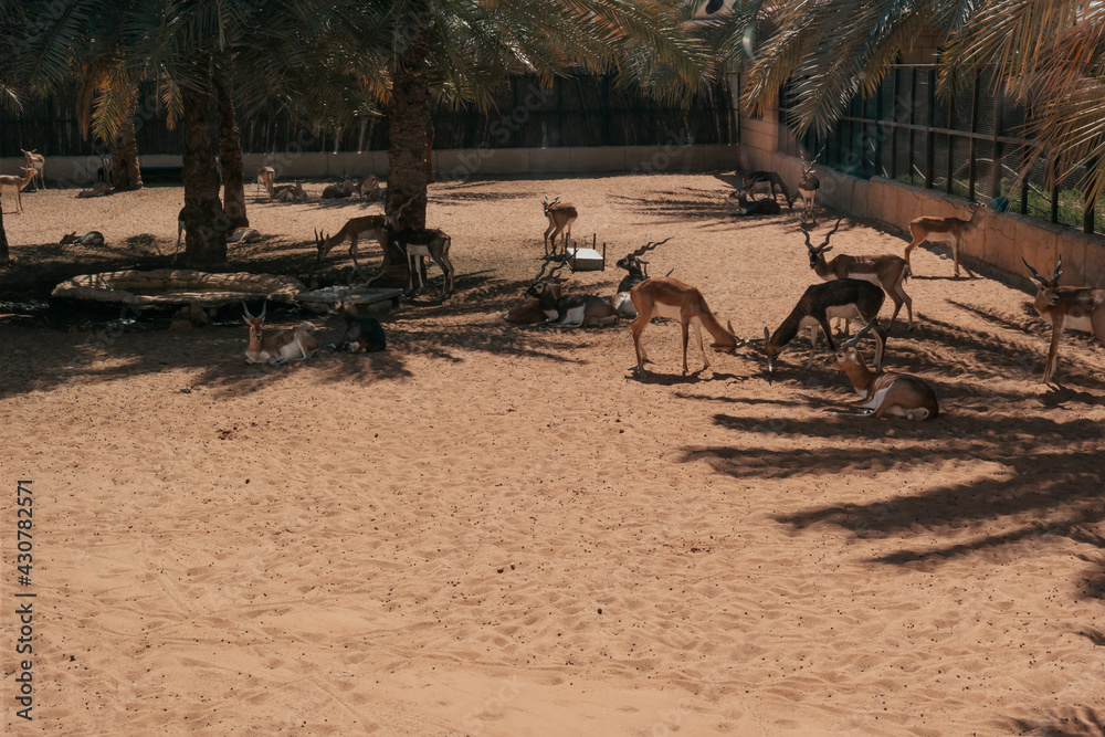 Beautiful and cute deers (Gazelles) in a zoo in UAE