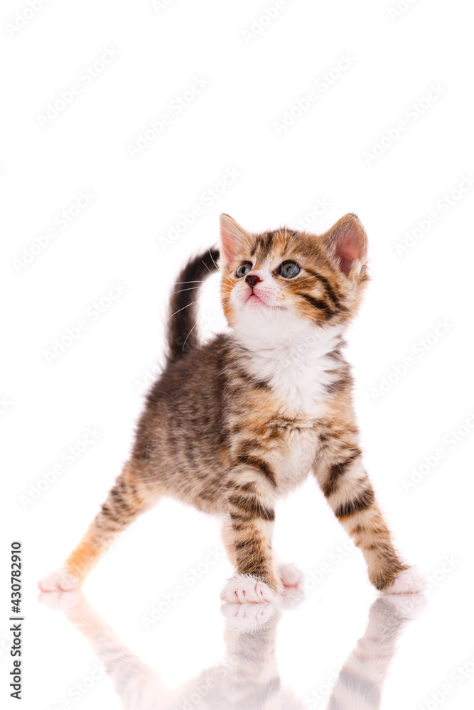 One short haired baby cat on white background.