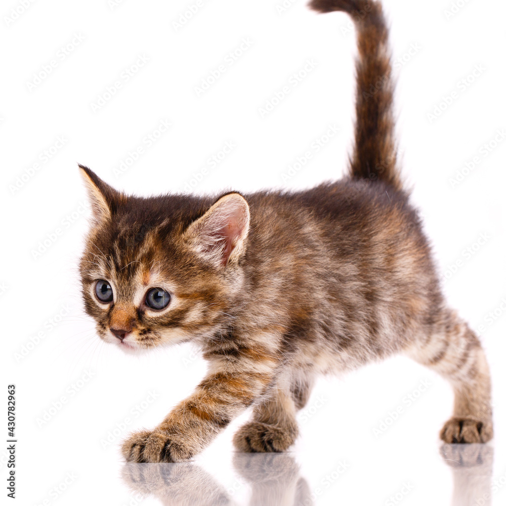 Obraz premium Fluffy pet looks interesting. Isolated on white background.