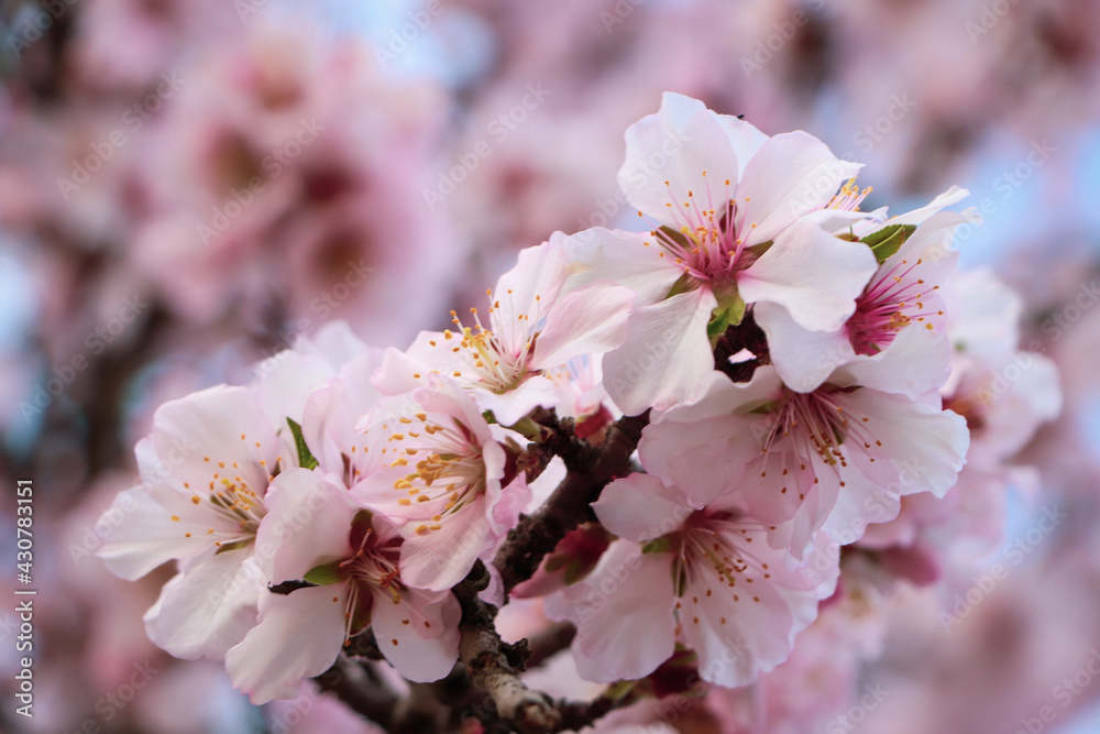 Naklejka premium Delicate spring pink cherry blossoms on tree outdoors, closeup