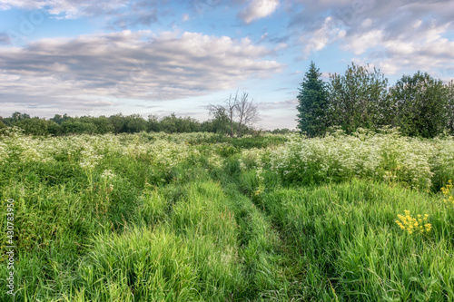 A spring meadow with tall grass  a small group of trees and a country road overgrown with grass. Blue sky with raised gray-white clouds. White honey flowers and fresh green grass. Early summer 