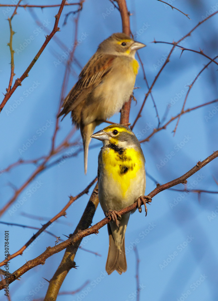 dickcissel (Spiza americana) male and female during spring migration in southern Texas, Galveston, TX, USA. dickcissel (Spiza americana) male and female during spring migration in southern Texas, Galveston, TX, USA.