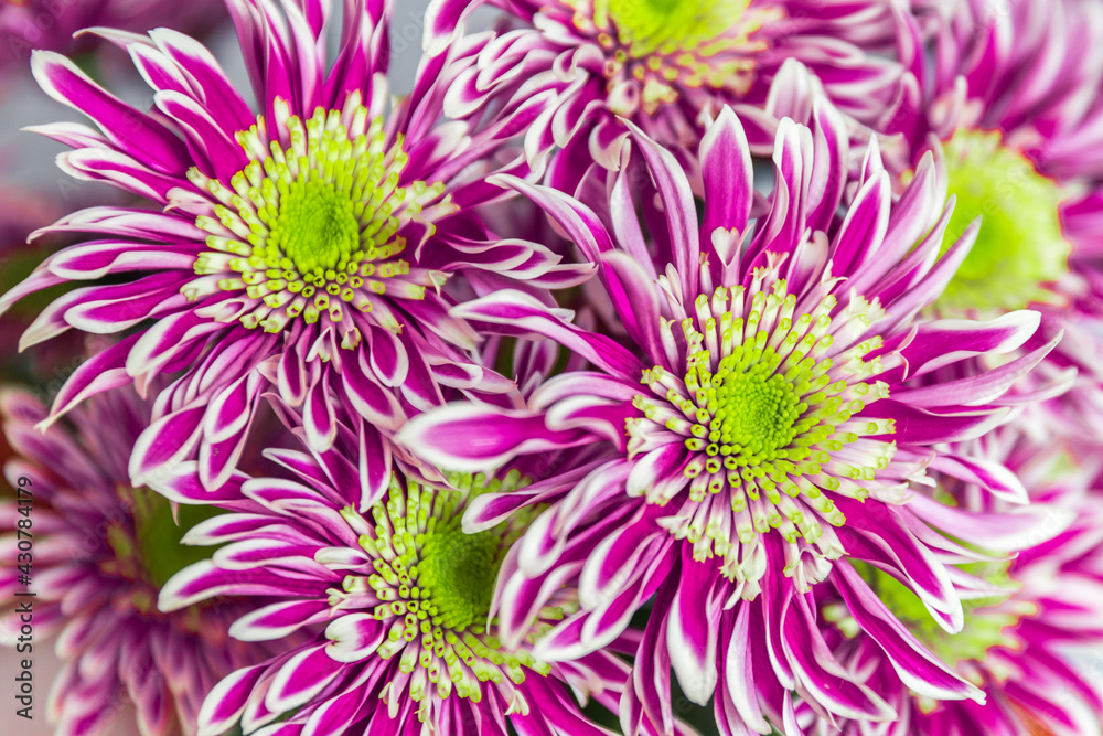 pink chrysanthemum flowers