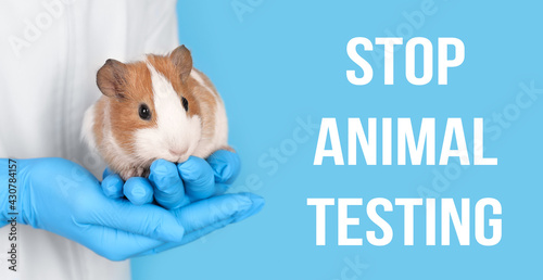 Fototapeta Naklejka Na Ścianę i Meble -  STOP ANIMAL TESTING. Scientist holding guinea pig on light blue background, closeup