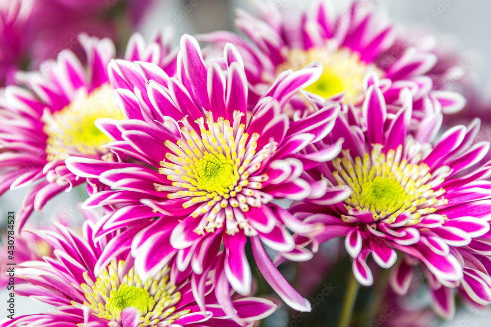 pink chrysanthemum flower pink chrysanthemum flower
