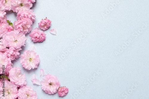 Beautiful sakura tree blossoms on light blue background, flat lay. Space for text