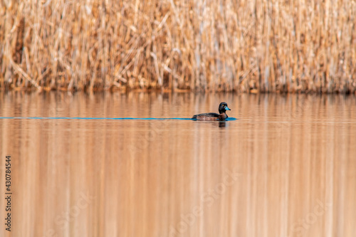 water bird swims on a lake