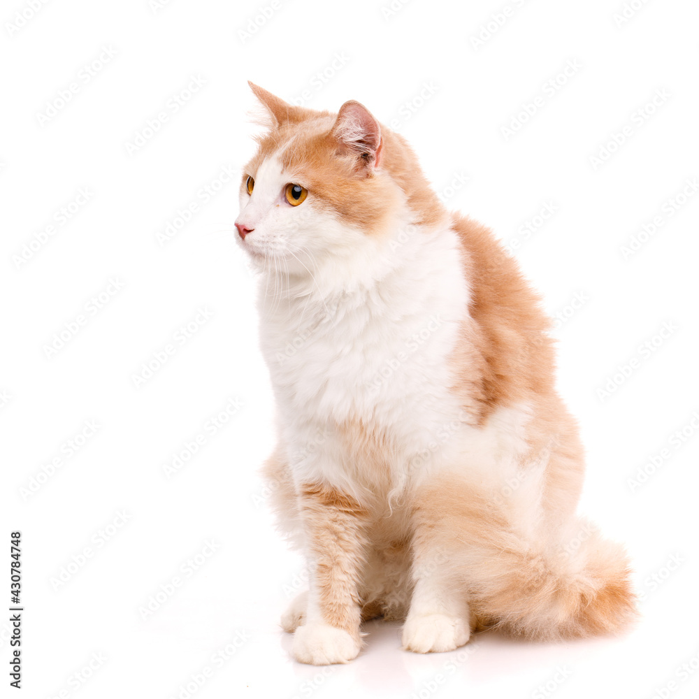 Domestic cat with light fur and yellow eyes on a white background and looking to the side.