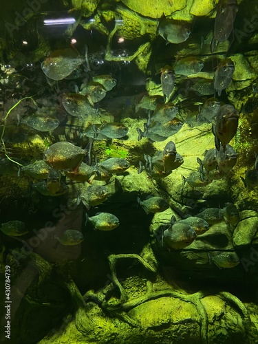 fish swim behind glass in the aquarium