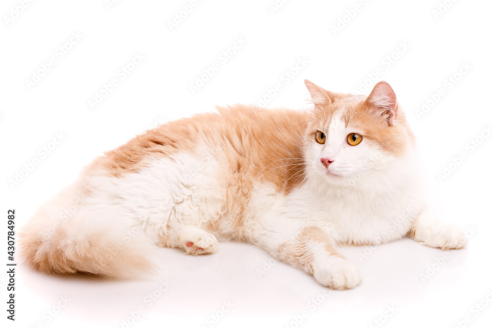 Adult cat lies in funny poses on a white background. Friendly pet.