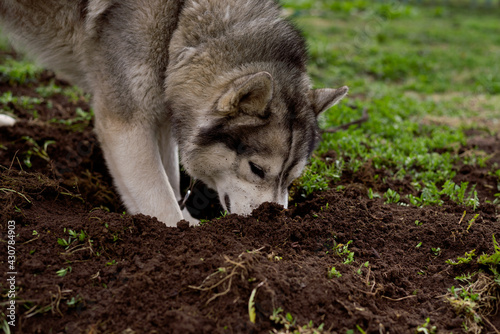 Dog digs the ground. Face husky dog in the sand. Side view